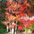 Autunno