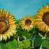 Girasoli