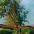 L'albero della Mola