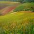 Colline a Maiottini