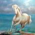 Cavallo bianco
